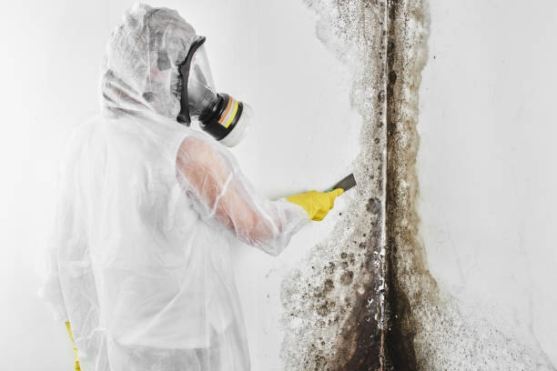 Best Mold Damage Repair  in Evart, MI