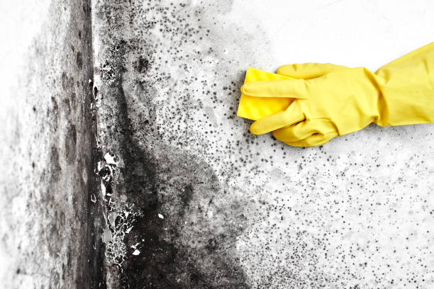 Best Mold Remediation  in Evart, MI