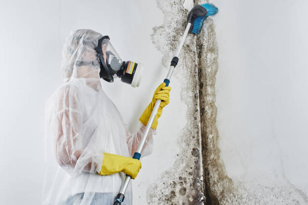 Best Mold Removal Company Near Me  in Evart, MI