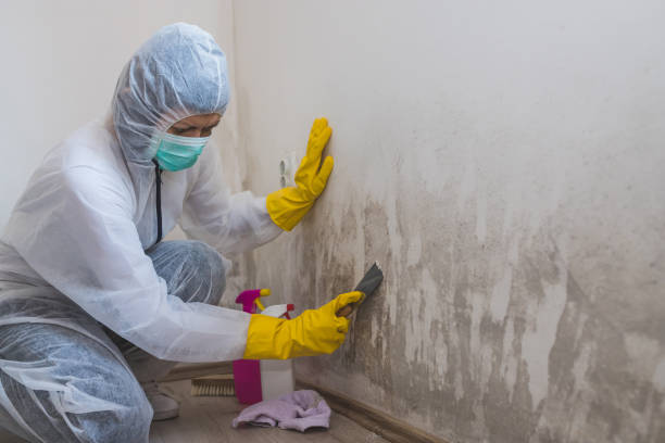 Best Attic Mold Removal  in Evart, MI