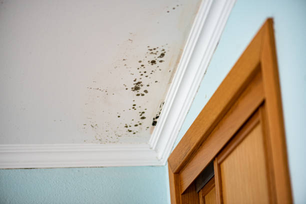Best Mold Cleaning Services  in Evart, MI