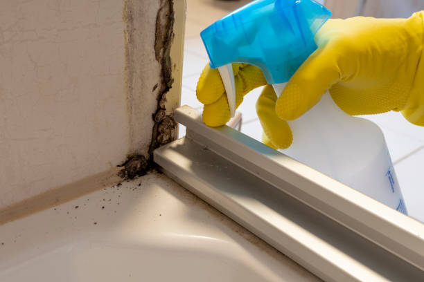 Best Certified Mold Removal  in Evart, MI