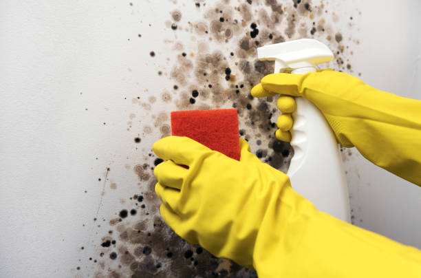 Attic Mold Removal in Evart, MI