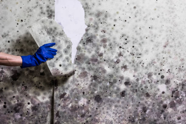 Best Black Mold Removal  in Evart, MI