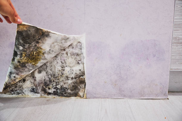  Evart, MI Mold Removal Pros
